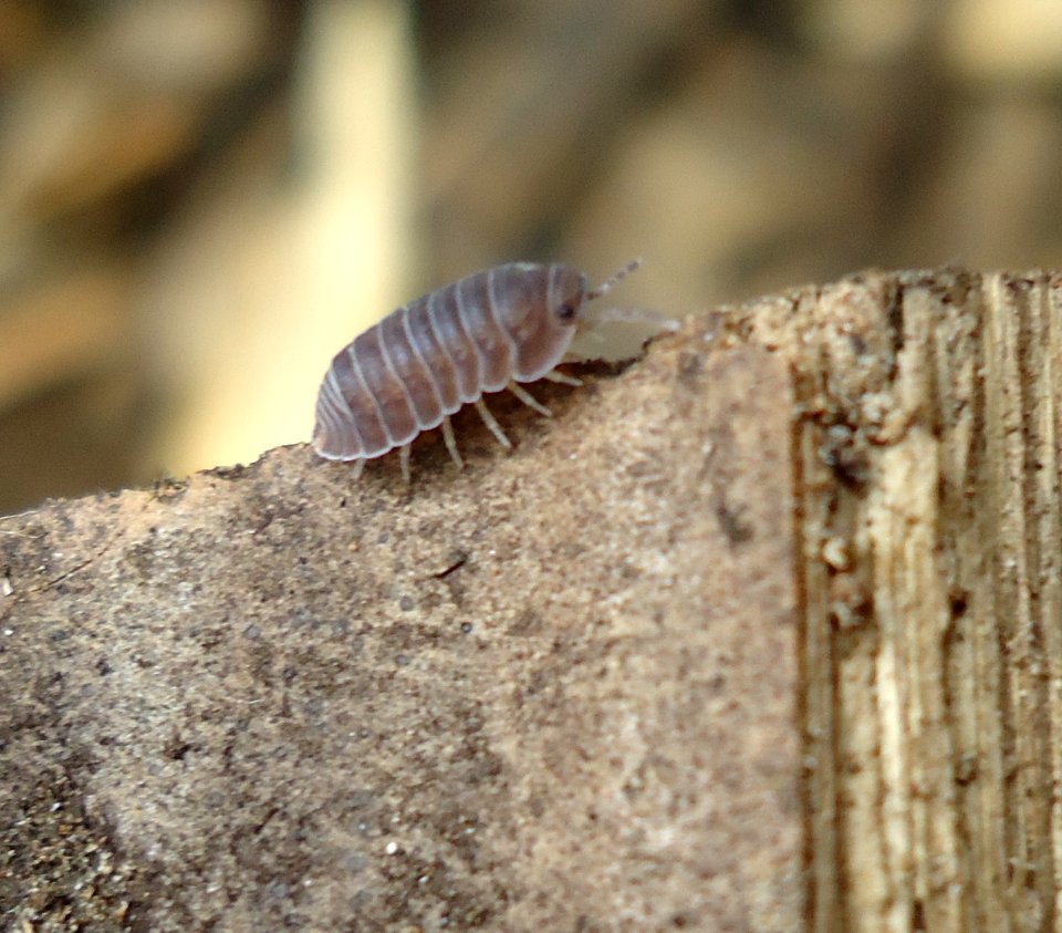 Pillbug - Mindanao, Philippines 3