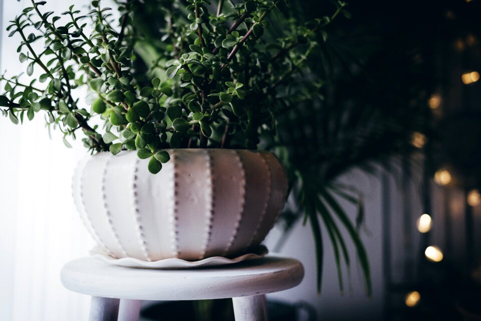 Plant pot vase