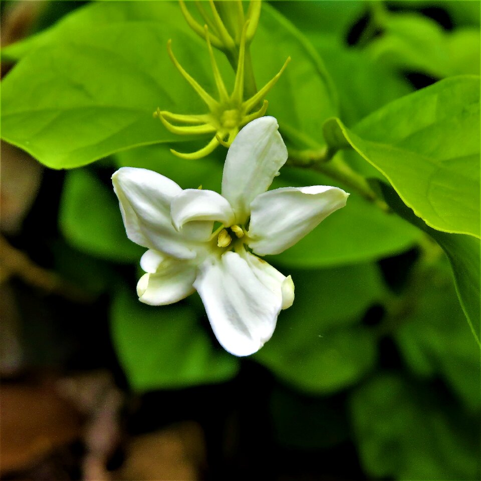 White green vine nature