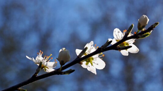 Cherry macro white blossom