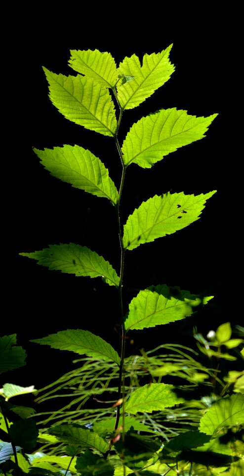 Backlighting young tree new drives