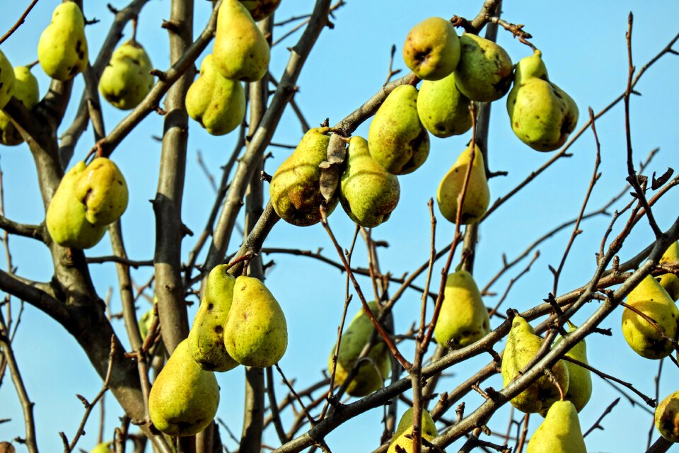 Ripe vitamins healthy