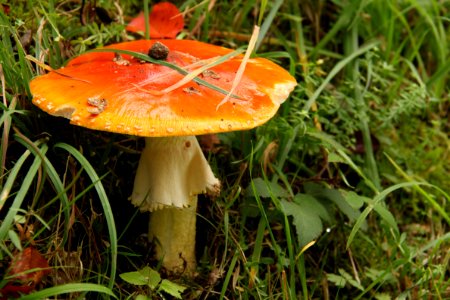 Pilze 2010-09-25-4291
