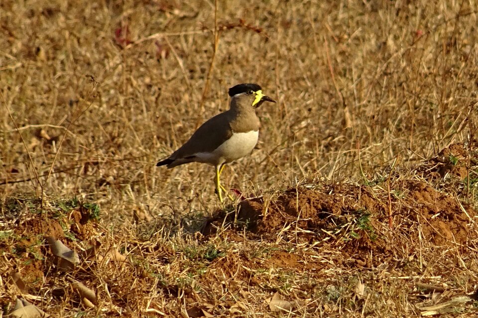 Lapwing wildlife avian