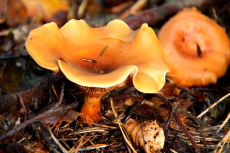 Pilze 2010-09-25-4328
