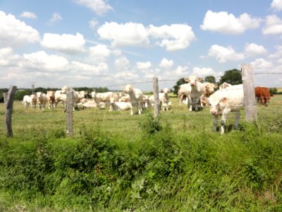 Piacé (Sarthe) La Morillonnerie, paysage avec vaches, au fond une turbine aérienne