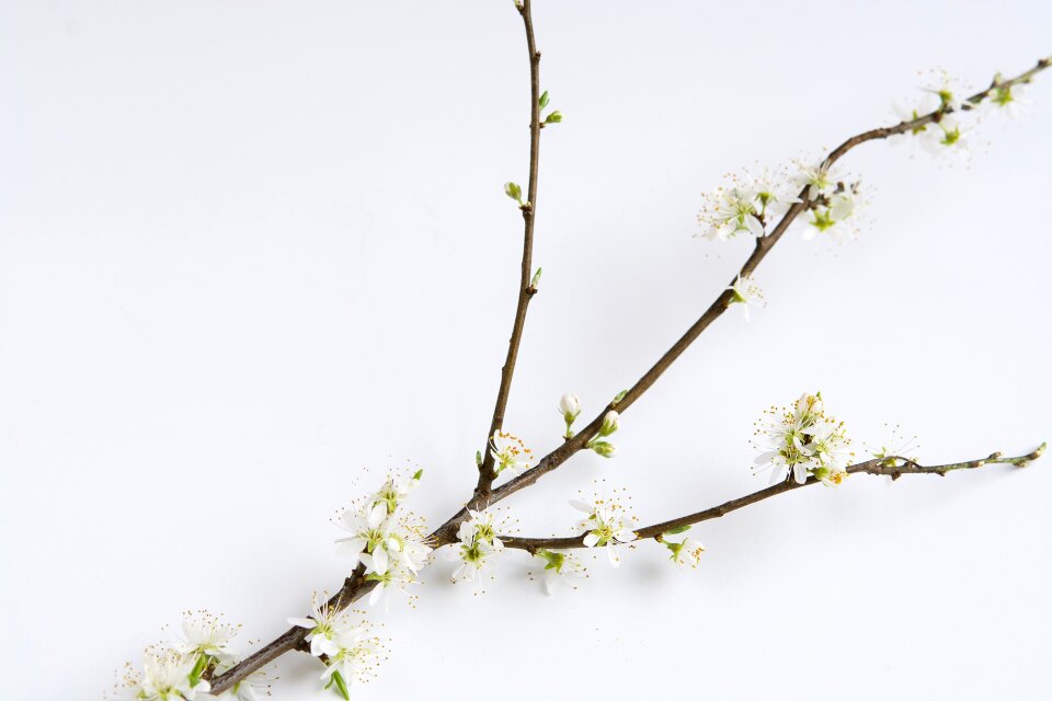 White spring close up