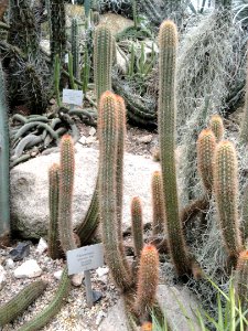Pilosocereus azureus - Palmengarten Frankfurt - DSC01726