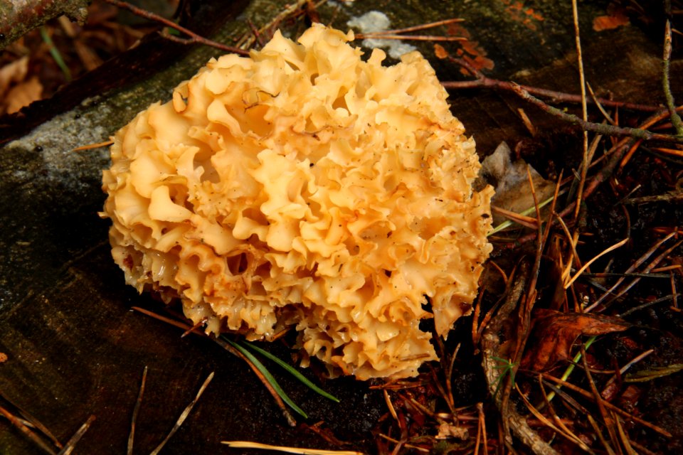 Pilze 2010-09-25-4306