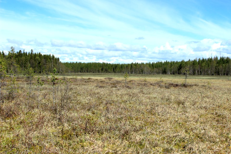 Pilpasuo Oulu 20150524