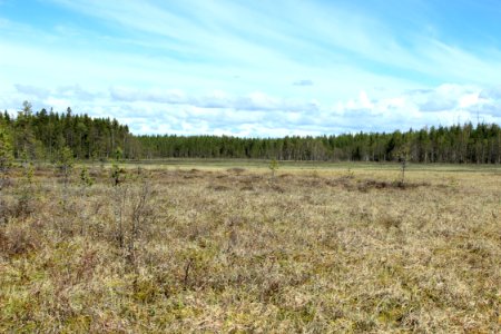 Pilpasuo Oulu 20150524