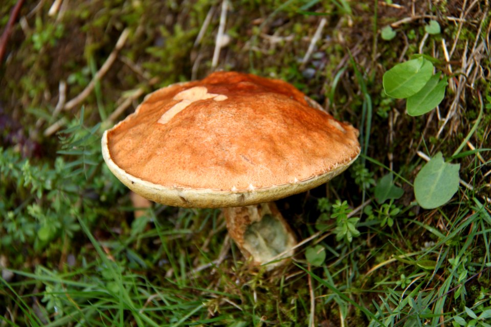 Pilze 2010-09-25-4273