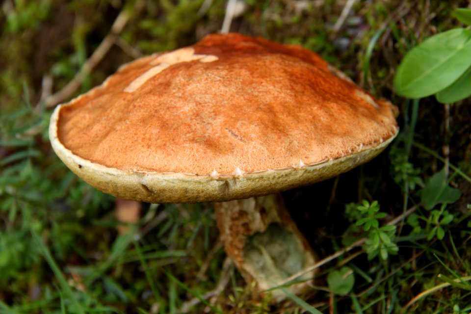 Pilze 2010-09-25-4275