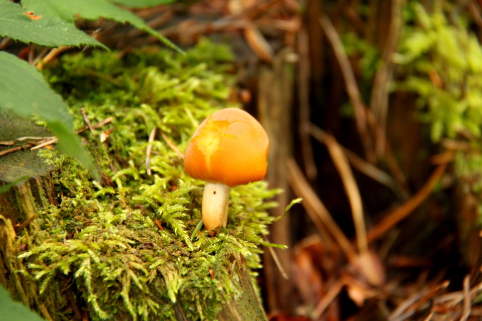 Pilze 2010-09-25-4305