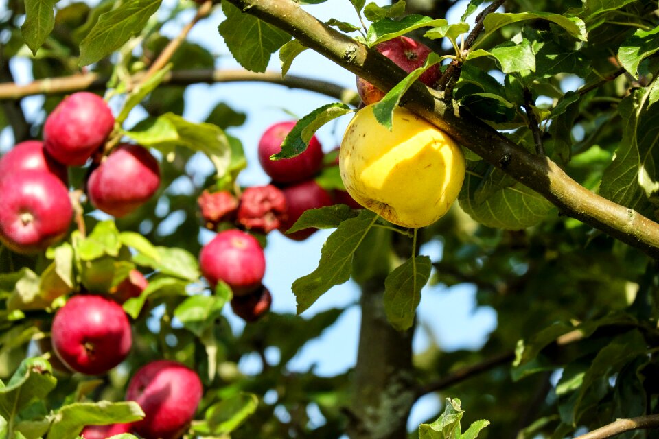 Yellow healthy vitamins