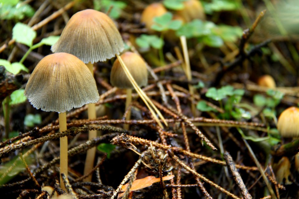 Pilze 2010-09-25-4327