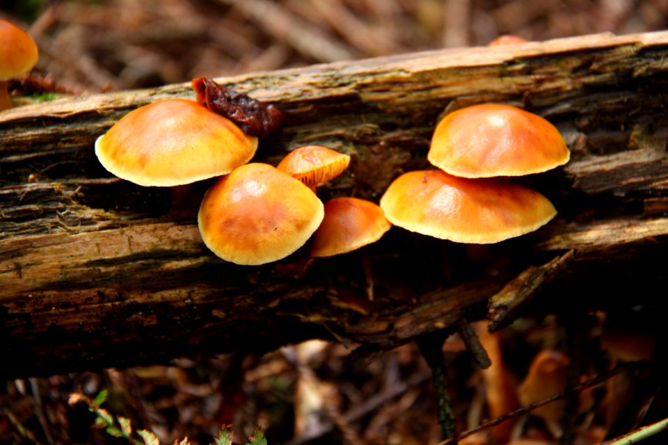 Pilze 2010-09-25-4302