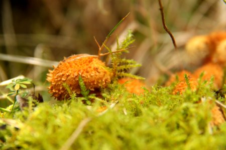 Pilze 2010-09-25-4292