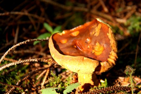 Pilze 2010-09-25-4293
