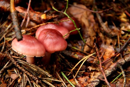 Pilze 2010-09-25-4309