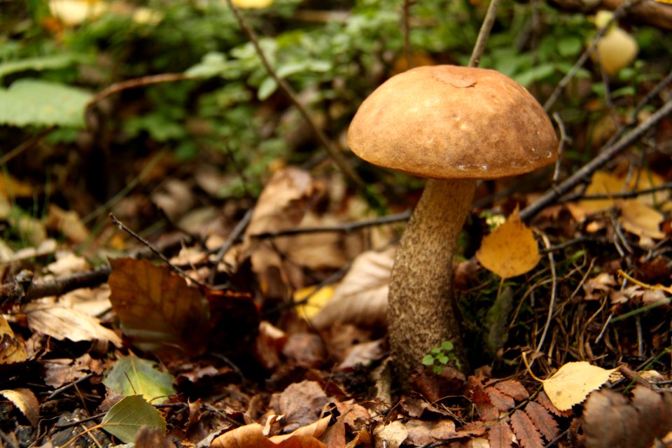 Pilze 2010-09-25-4335