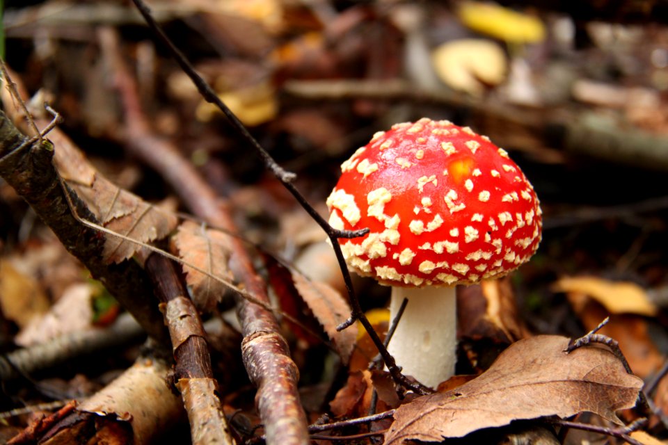 Pilze 2010-09-25-4345