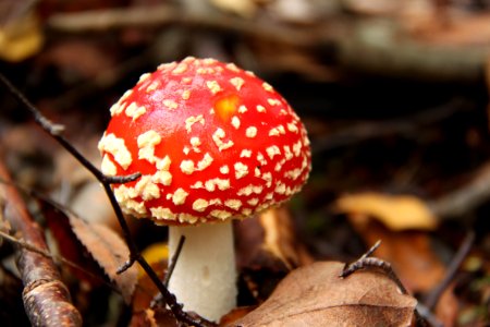 Pilze 2010-09-25-4343