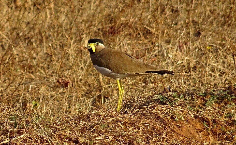 Lapwing wildlife avian photo