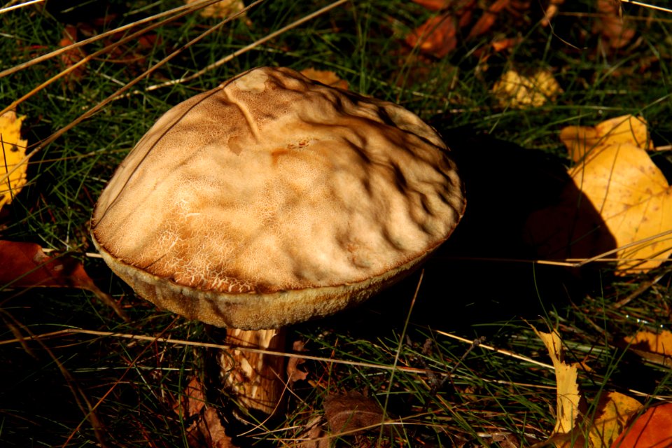 Pilze 2010-09-25-4332