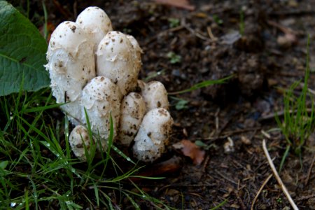 Pilze 2010-09-25-4330