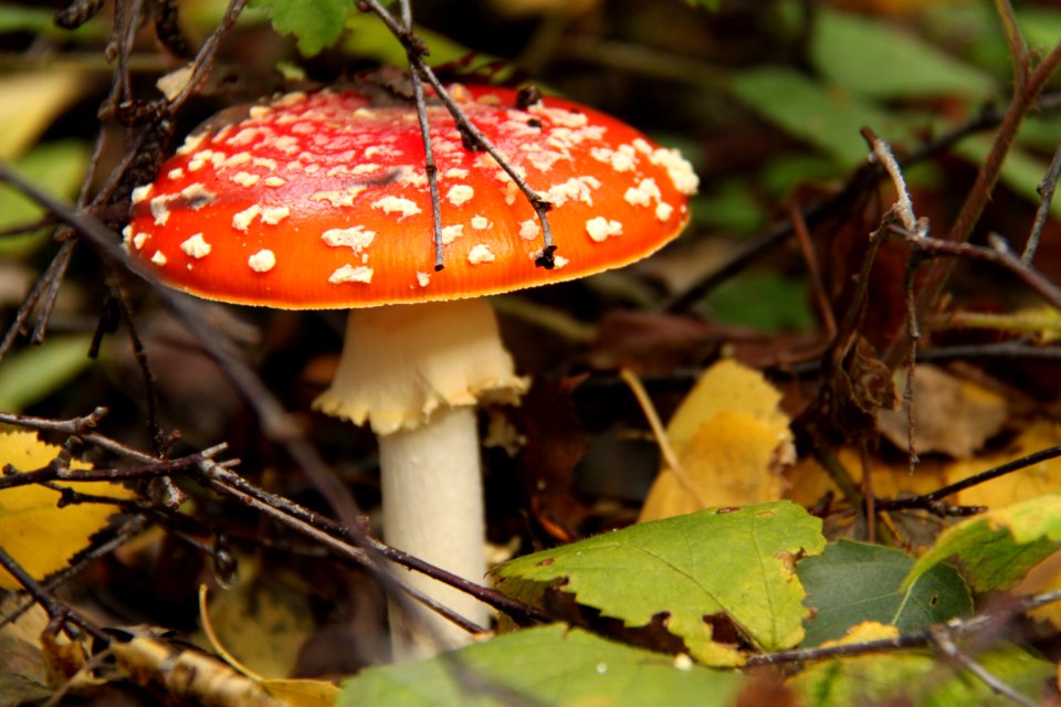 Pilze 2010-09-25-4340