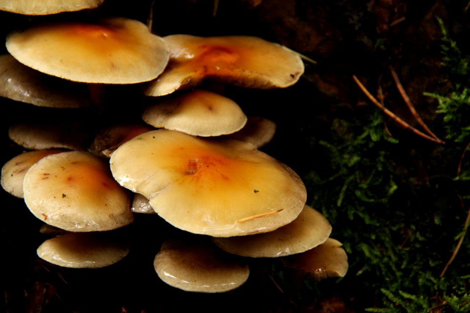 Pilze 2010-09-25-4318