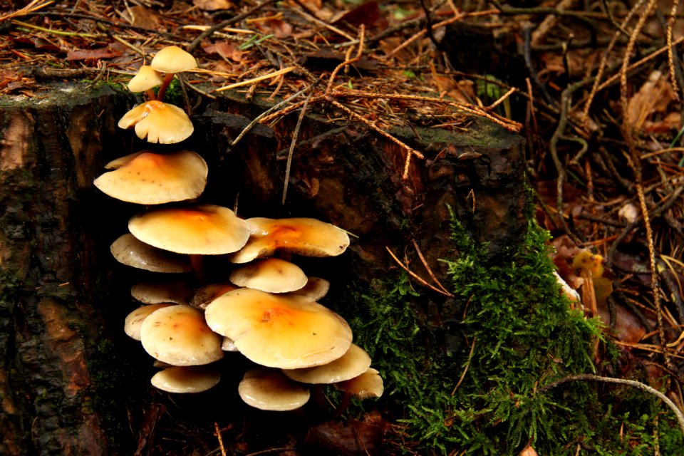 Pilze 2010-09-25-4317