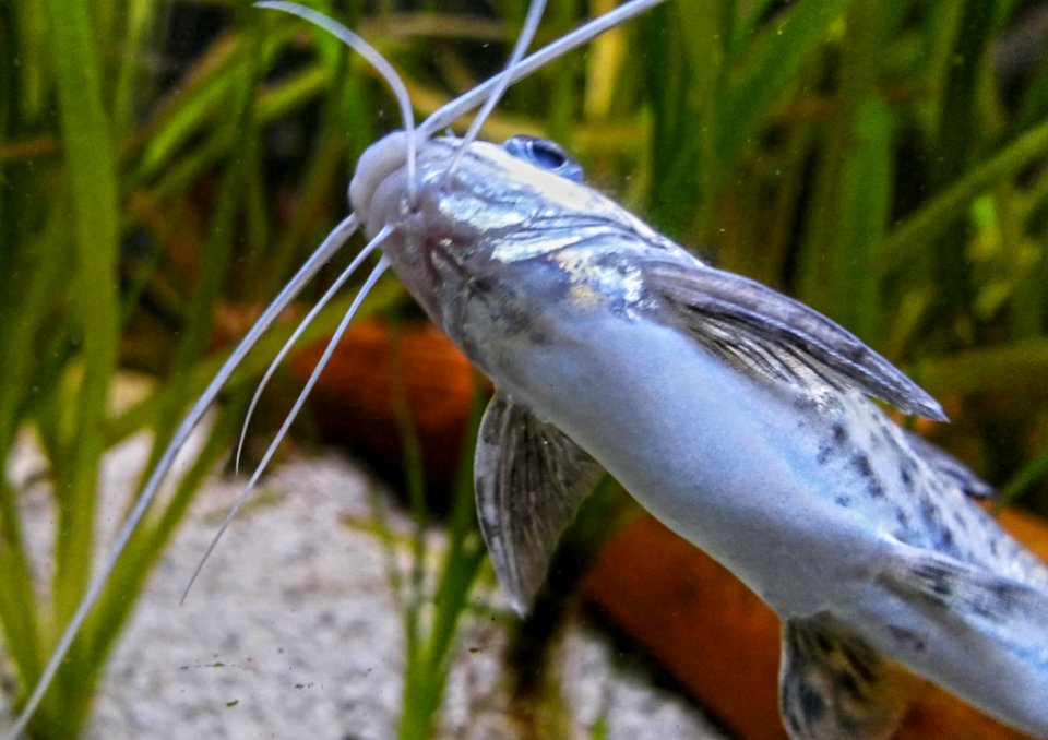 Pimelodus pictus ventral