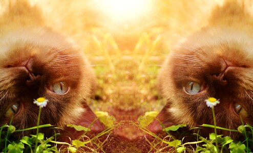 Fur brown double