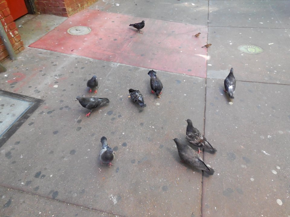 Pigeons in San Francisco photo