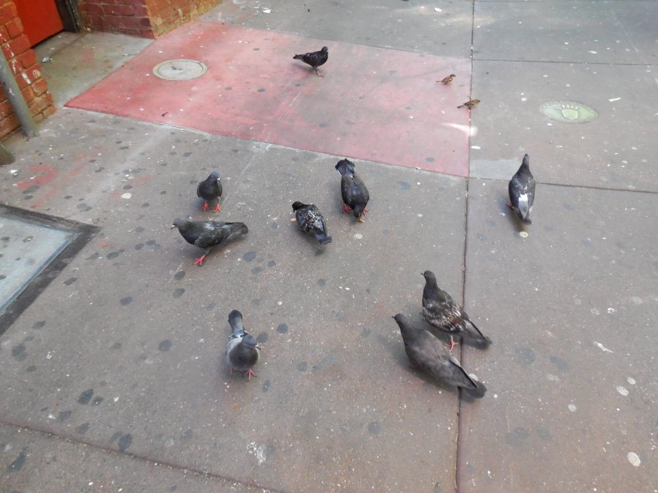 Pigeons in San Francisco