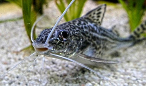 Pimelodus pictus - Engel-Antennenwels