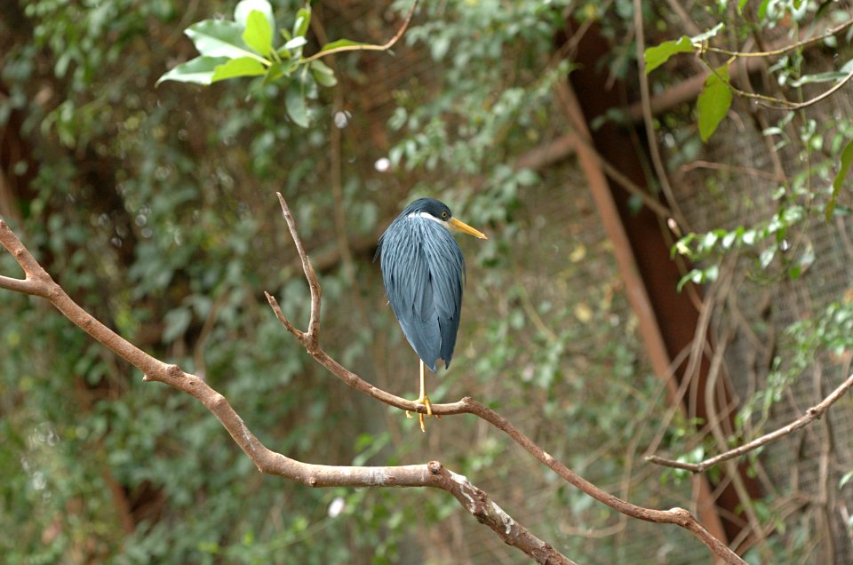 Pied-Heron-Melbourne-Zoo-20070224-017 photo