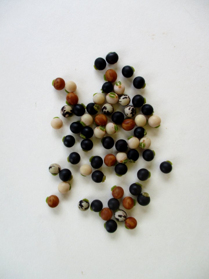 Pigeon peas dried