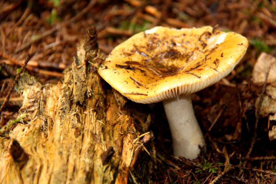 Pilze 2010-09-25-4296