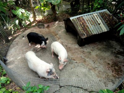 Pigs - Guam Zoological, Botanical and Marine Garden - DSC01064