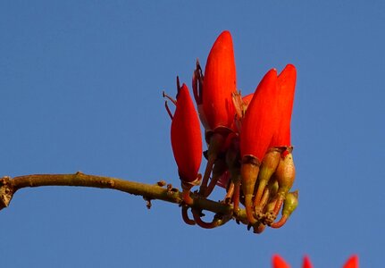 Lenten tree tiger claw erythrina variegata