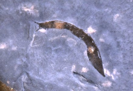 Pikaia Burgess Muséum Grenoble 03082017
