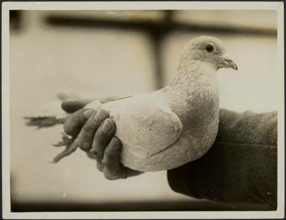 Pigeons on military duty in France. Wireless a very clever bird., Bestanddeelnr 158-1866