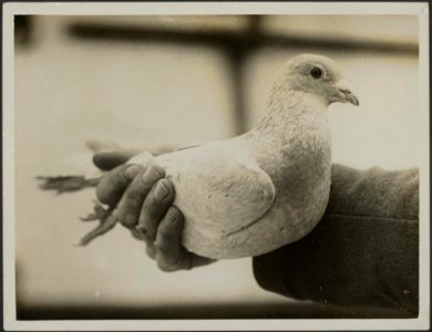 Pigeons on military duty in France. Wireless a very clever bird., Bestanddeelnr 158-1866