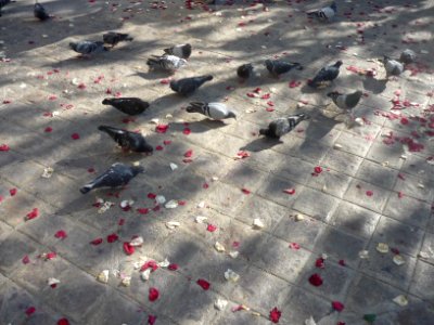 Pigeons devant la mairie du XXème à Paris picorant le riz nuptial photo