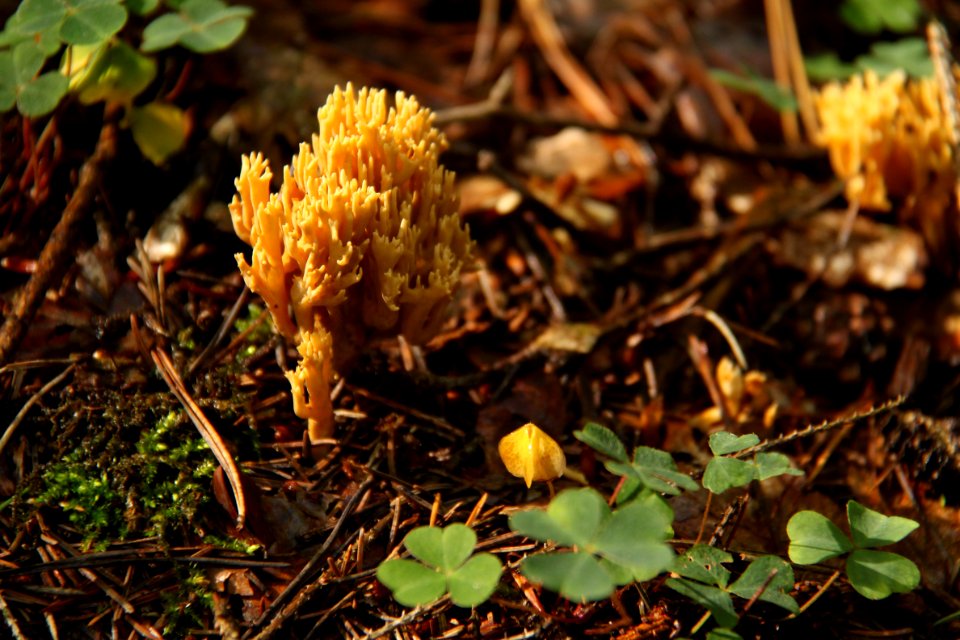 Pilze 2010-09-25-4323