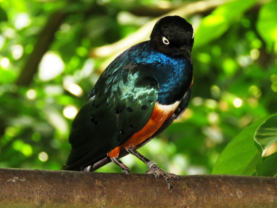Colorful tree branch sitting rest