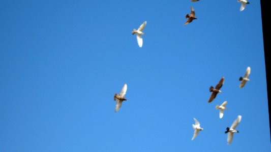 Pigeon racing - afternoon - Nishapur 12